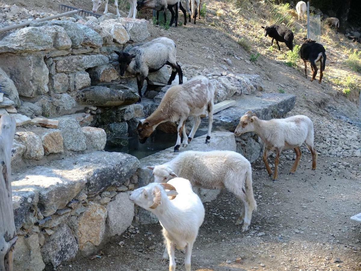 Les Bergeries "Le Figuier" Hotel Omessa Kültér fotó